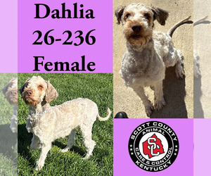 Poodle (Standard)-Unknown Mix Dogs for adoption in Georgetown, KY, USA