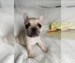 Small #3 French Bulldog