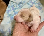 Puppy CREAM PIEBALD Dachshund
