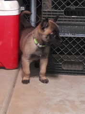 Belgian Malinois Puppy for sale in VALLEJO, CA, USA