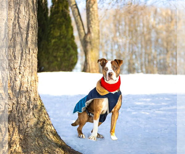 Medium Photo #5 Mutt Puppy For Sale in Unionville, PA, USA