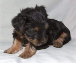 Small Photo #9 Yorkshire Terrier Puppy For Sale in NORTHGLENN, CO, USA