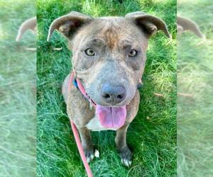 Medium American Pit Bull Terrier Mix