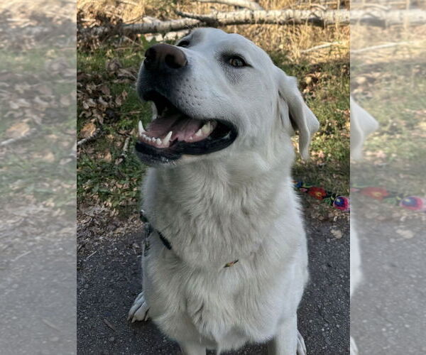 Medium Photo #2 Great Pyrenees-Unknown Mix Puppy For Sale in Hamilton, MT, USA