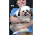 Small #2 Shih Tzu