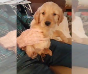 Golden Retriever Puppy for sale in CENTERVIEW, MO, USA