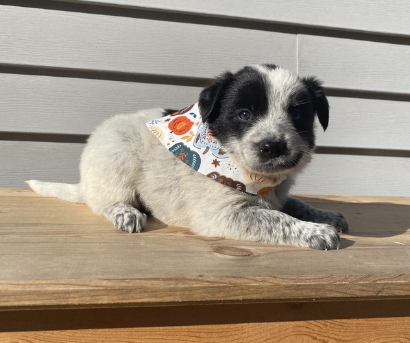 Medium Photo #26 Australian Cattle Dog Puppy For Sale in SMITHS CREEK, MI, USA