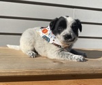Mickey - Female Australian Cattle Dog Puppy for Sale - Photo #26