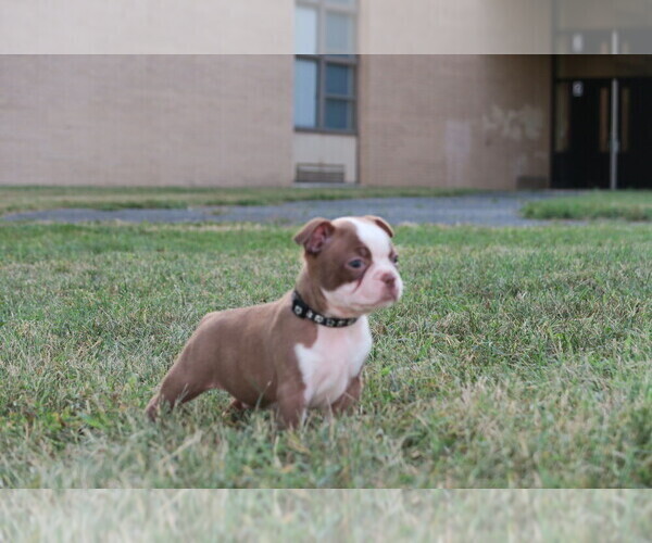 Medium Photo #9 Boston Terrier Puppy For Sale in CATONSVILLE, MD, USA