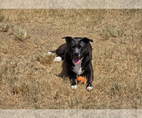 Medium Photo #1 American Staffordshire Terrier-Unknown Mix Puppy For Sale in Rosenberg, TX, USA