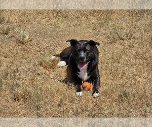 American Staffordshire Terrier-Unknown Mix Dogs for adoption in Rosenberg, TX, USA