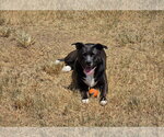 Small American Staffordshire Terrier Mix