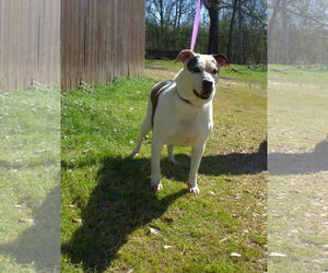 Rosemary - Female Staffordshire Bull Terrier-Unknown Mix Dog for Adoption - Photo #2
