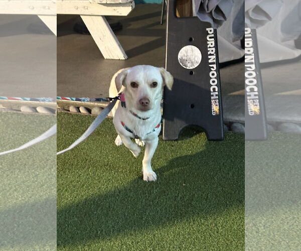 Medium Photo #9 Dachsador Puppy For Sale in Bellevue, WA, USA