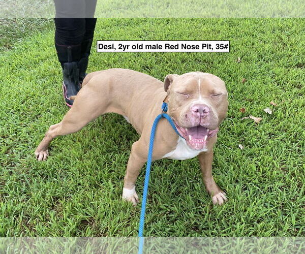 Medium Photo #2 American Pit Bull Terrier Puppy For Sale in Sparta, TN, USA