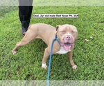 Small #1 American Pit Bull Terrier