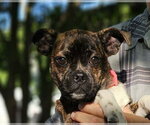 Small #3 Boston Terrier Mix