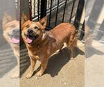 Small #1 Texas Heeler Mix