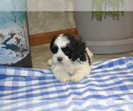 Small Photo #12 Shih Tzu-Zuchon Mix Puppy For Sale in GREENWOOD, WI, USA
