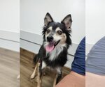 Small #1 Mutt
