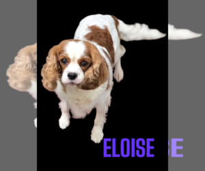 Cavalier King Charles Spaniel Dogs for adoption in Seaford, DE, USA