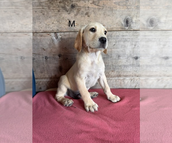 Medium Photo #8 Labrador Retriever Puppy For Sale in VERMONTVILLE, MI, USA