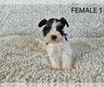 Puppy Female 1 Schnauzer (Miniature)