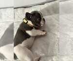 Small Photo #18 French Bulldog Puppy For Sale in OLYMPIA, WA, USA