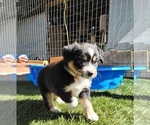 Small Photo #17 Miniature Australian Shepherd Puppy For Sale in MIDDLEBURG, FL, USA