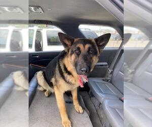 German Shepherd Dog Dogs for adoption in Stockton, CA, USA