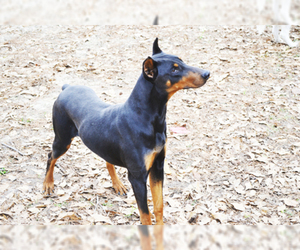 Father of the Doberman Pinscher puppies born on 10/08/2020