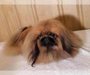Father of the Pekingese puppies born on 09/16/2023