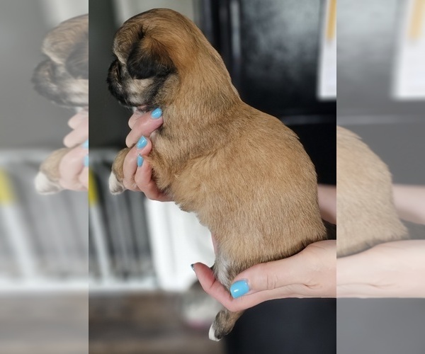 Medium Photo #2 Zuchon Puppy For Sale in MANSFIELD, OH, USA