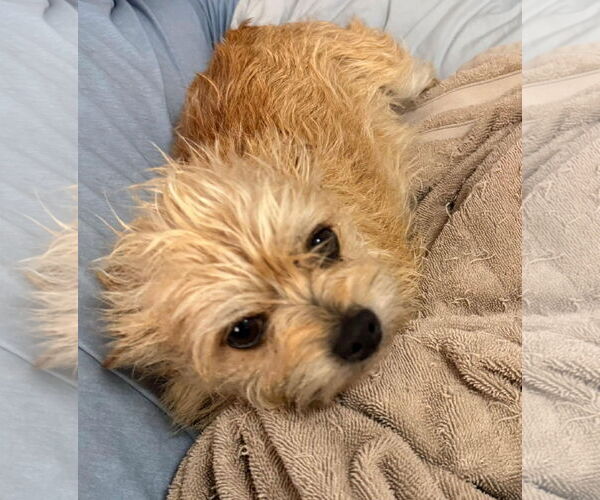 Medium Photo #3 Mutt Puppy For Sale in Westwood, NJ, USA