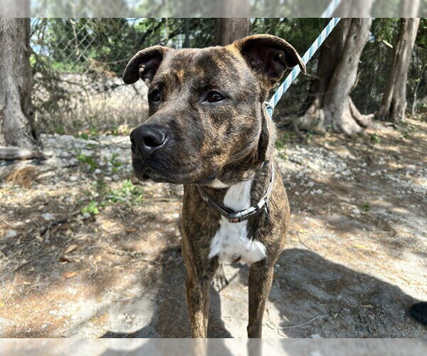 Medium Photo #1 American Pit Bull Terrier Puppy For Sale in Ocala, FL, USA
