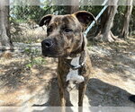 Small American Pit Bull Terrier