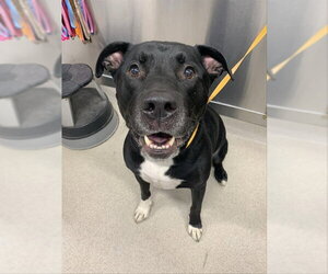 American Staffordshire Terrier-Unknown Mix Dogs for adoption in Fairbanks, AK, USA