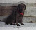 Small #1 Labrador Retriever