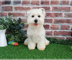 Small #10 West Highland White Terrier