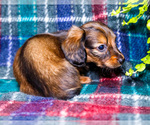 Small #8 Dachshund