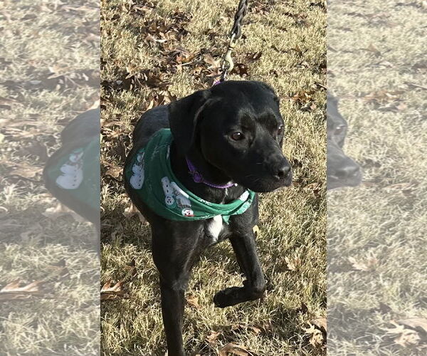 Medium Photo #3 Labrador Retriever-Unknown Mix Puppy For Sale in Munford, TN, USA