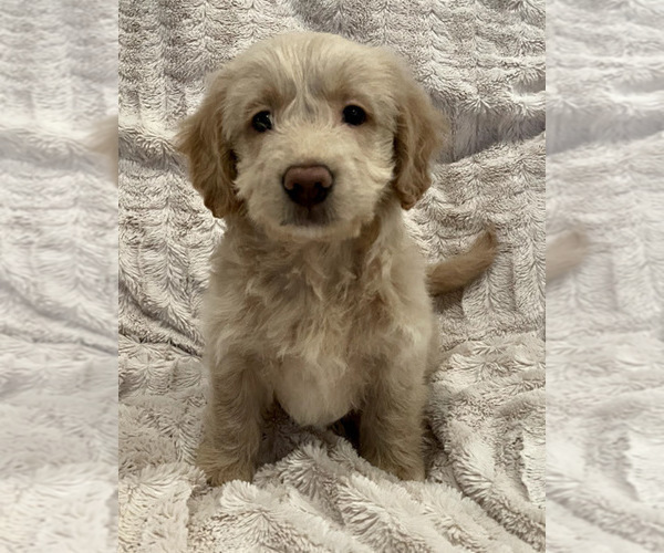 Medium Photo #7 Goldendoodle Puppy For Sale in IRWIN, PA, USA
