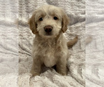 Small Photo #7 Goldendoodle Puppy For Sale in IRWIN, PA, USA