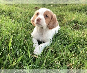 Brittany Puppy for sale in COAL HILL, AR, USA