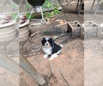 Puppy Bernie Cavapoo