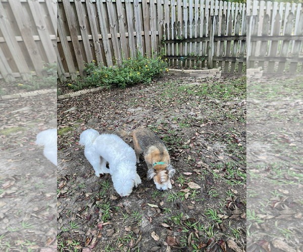 Medium Photo #4 Mutt Puppy For Sale in Gulfport, MI, USA