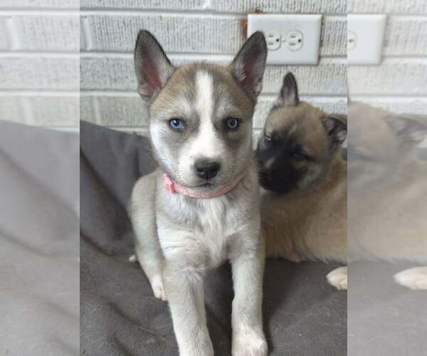 Medium Photo #3 Siberian Husky-Unknown Mix Puppy For Sale in Raleigh, NC, USA