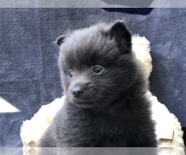 Medium Photo #4 Pomeranian Puppy For Sale in CLAY, PA, USA