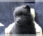 Small Photo #4 Pomeranian Puppy For Sale in CLAY, PA, USA