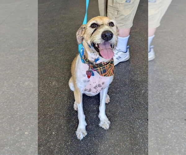 Medium Photo #4 Mutt Puppy For Sale in Pittsburgh, PA, USA